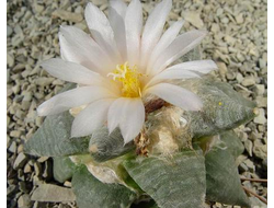 Ariocarpus retusus - 5 семян