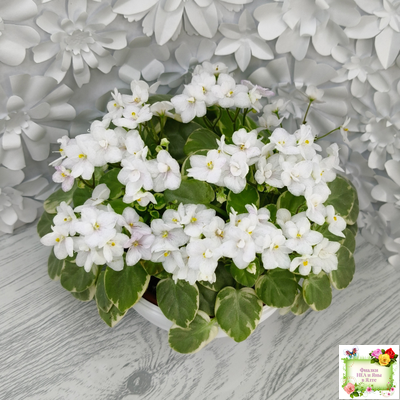 Ва-Банк (Л. Мещерякова) листовая химера (стартер сорт)