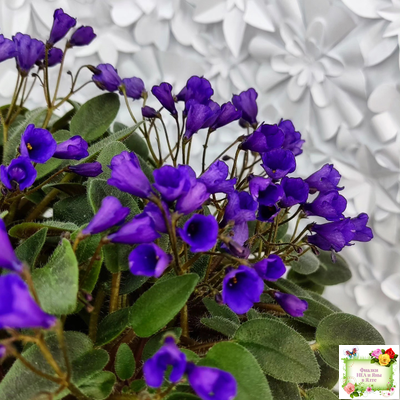 Vallarta Campanas Moradas (G.Beck) трейлер