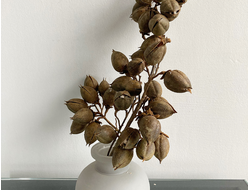 Ветки и плоды