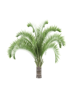 тропические Бутия волосистопокровная-01 3,8м