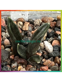 Ariocarpus retusus SB 334