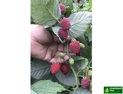 Малина "Затонская"