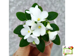 ЛЕ-Принцесса Лея (Е.Лебецкая) 2016 г. (детка)