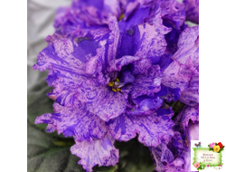 ВаТ-Инопланетянин (Т. Валькова) 2015 г. (стартер из цветоноса)