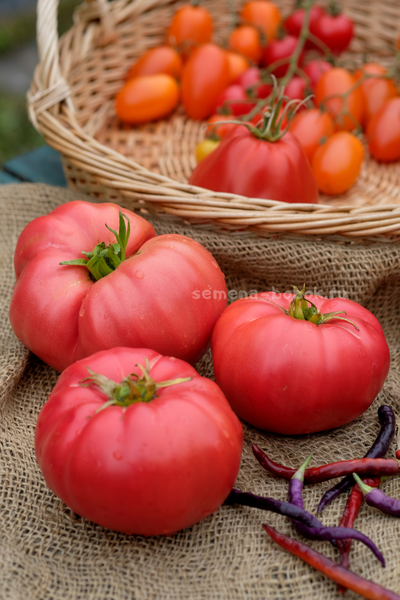 Томат Минусинский Безразмерный, 10 шт