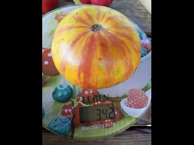 Гном Конфетти (Dwarf Confetti)