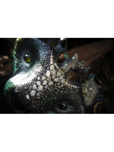 &quot;КотоВолк (Котовий ЛосеВолк) из рода котов-единорогов&quot; - брошь в лесном стиле