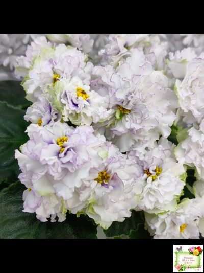 РМ-Прекрасный Жемчуг (Н. Скорнякова) 2022 г.