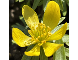 Eranthis &quot;Winterzauber&quot;