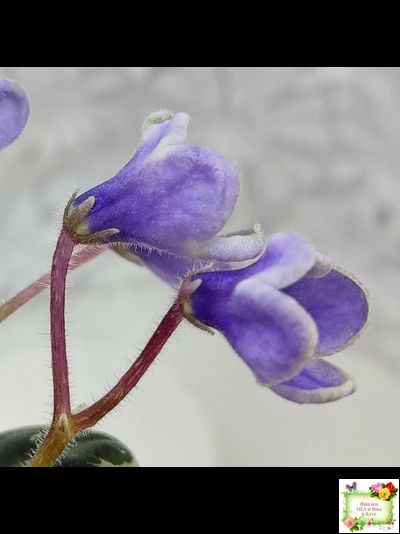 Н-Лесной Родник (Н. Бердникова) 2015 (детка-стартер)