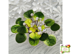 ЛЕ-Хрустальный Водопад Голд (Е. Лебецкая /С. Новгородова) 2018 трейлер