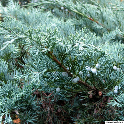 Можжевельник Виргинский Хетц - Virginiana Hetz