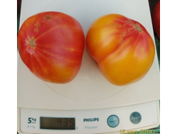 Томат Золотые горы Медео