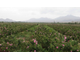 Роза дамасская (Rosa damascena), Иран, урожай 2024г,  1 г - 100% натуральное эфирное масло