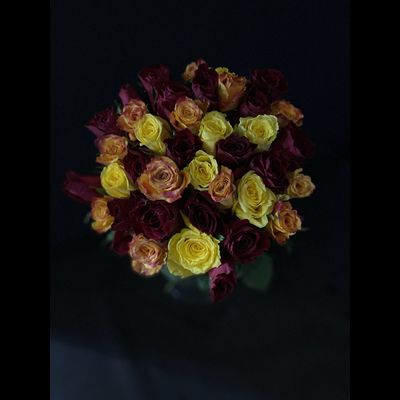 Роза Кения 35 шт