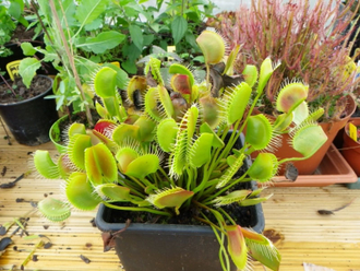 Dionaea muscipula Spider