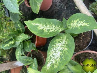 КОМНАТНЫЕ ЦВЕТЫ В АССОРТИМЕНТЕ