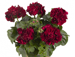 Пеларгония плющелистная Great Balls of Fire Merlot, p9