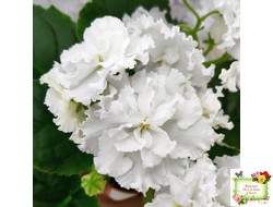 Свадебный Букет (К. Морев)