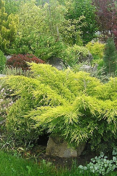 Можжевельник средний Pfitzeriana Aurea