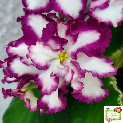 ВаТ-Волшебная Сказка (Т.Валькова) 2019 г.