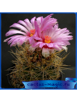 Thelocactus bicolor v.texensis
