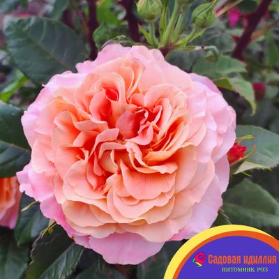 Августа луиза (Augusta Luise)