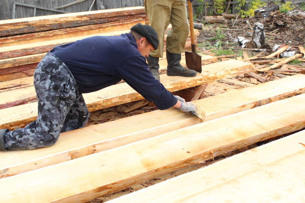 Siberian larch - preparation for export to Europe