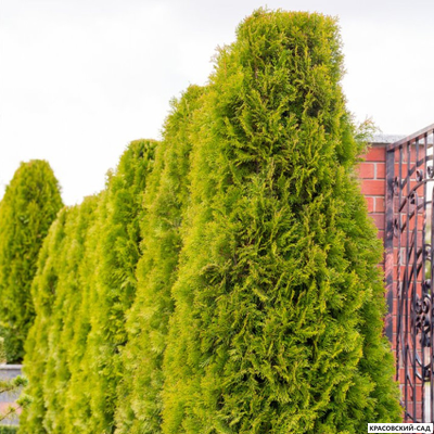 Туя Голден Брабант живая изгородь - Красовский-Сад.рф