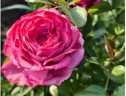 Блу Ривер (Blue River)