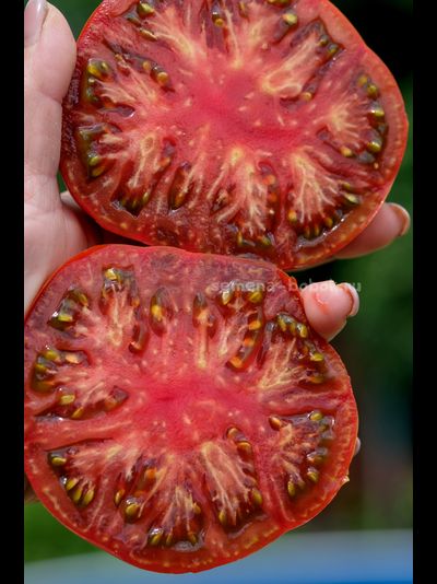 Томат Ярсон 16 (Jarson 16), 10 шт