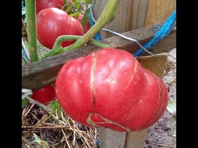 Томат Мир Марианны (Marianna's Peace)