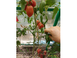 Томат Хлоя (Chloe) США