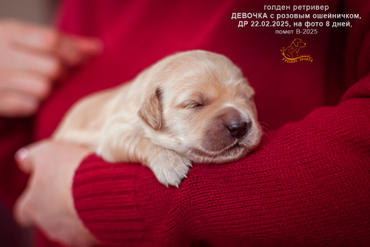 Девочка РОЗОВЫЙ ошейничек, 8 дней