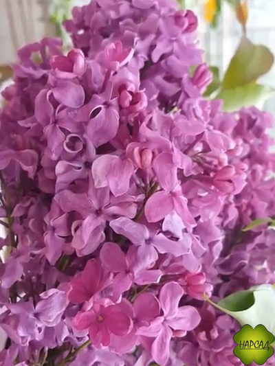 СИРЕНЬ "ДЕНЬ ПОБЕДЫ" саженец 50 см