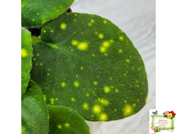 ШН-Космическая Фея (Н. Шушакова) 2019 г.