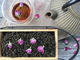 Иван-чай с розовыми бутонами ( упаковка 50 грамм)