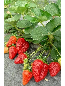 ремонтантная Мальга