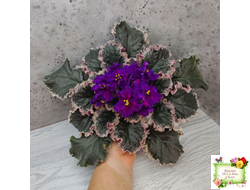 ВаТ-Тип-Топ (Т. Валькова) 2015 г.