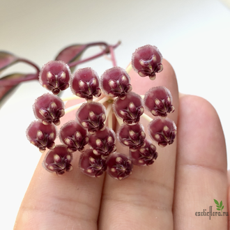 Hoya Kentiana var. Tricolor