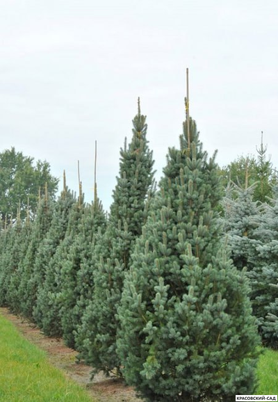 Ель колючая Изели Фастигиата - фото в саду - красовский-сад.рф