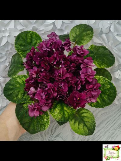 СВ-Город Солнечногорск (О.Емельянова) 2023 г. трейлер