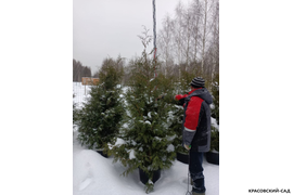 Туя Брабант 220 см в питомнике Фото