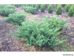 Можжевельник Казацкий Голубой - Juniperus Sabina