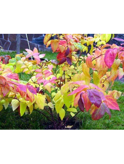 спирея "микрофилла"