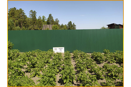 Забор из профлиста СНТ Сосновый Бор, общество 7