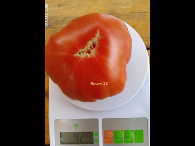 Томат Ярсон 22 (Jarson 22) Польша