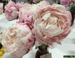Paeonia Alice Harding