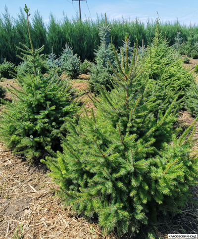 Ель Сербская - Picea Omorika